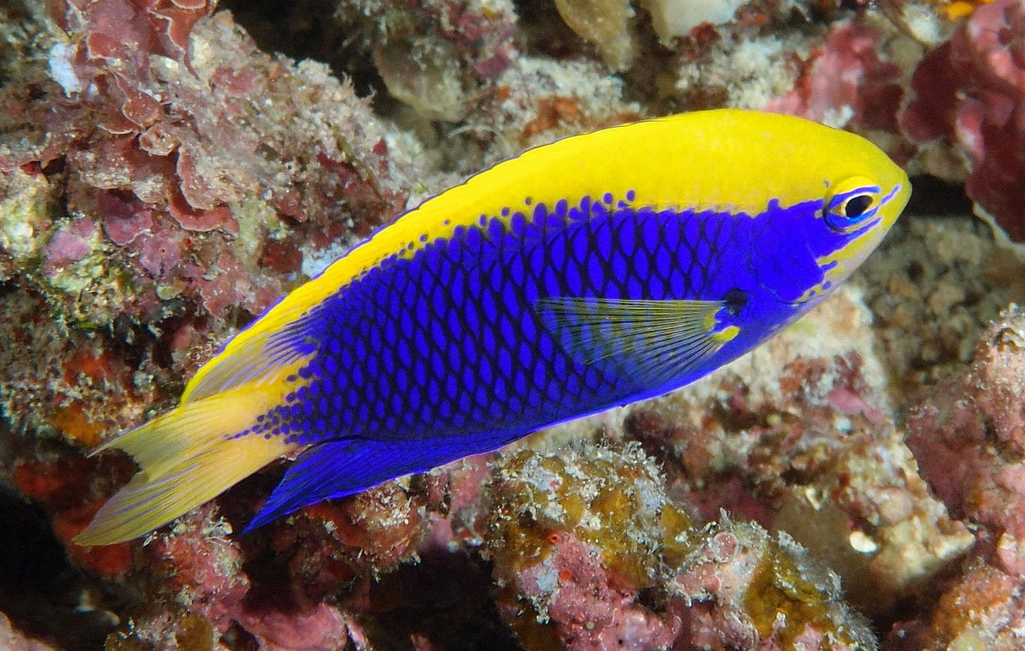 Starcki Damsel