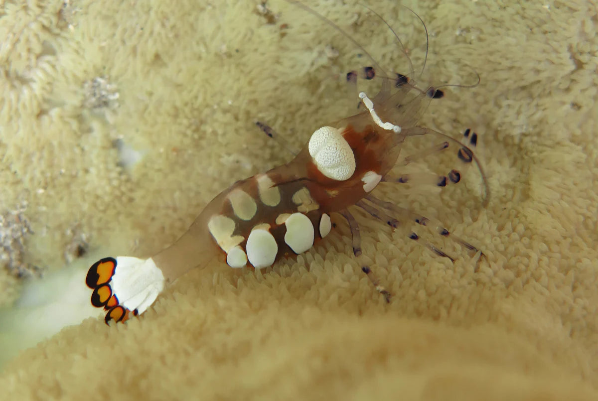 Glass or White Spot Anemone Shrimp