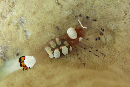 Glass or White Spot Anemone Shrimp