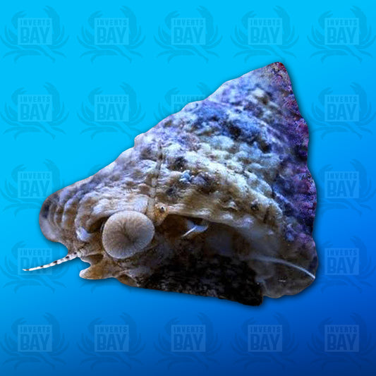 Escargot Astrea