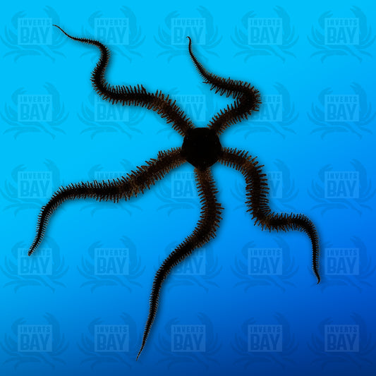 Brittle Starfish