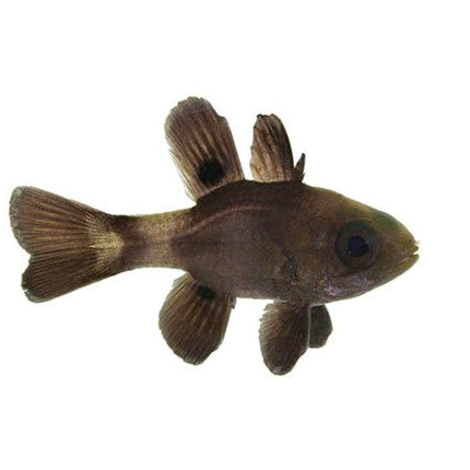 Black Cardinalfish