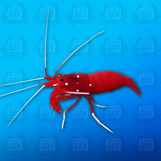 Crevette sanguine