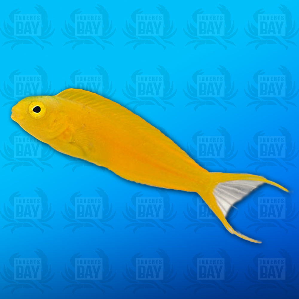 Canary Blenny