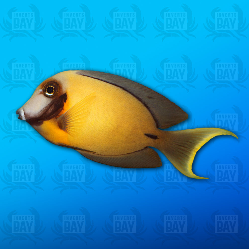 Chocolate Surgeon Tang - Juvenile