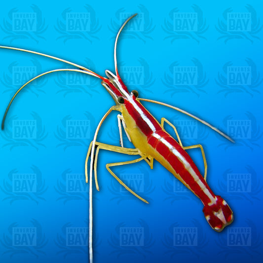 Crevette Nettoyeuse