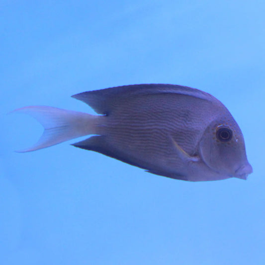 Lavender Tang (Spot-Cheeked Surgeonfish)