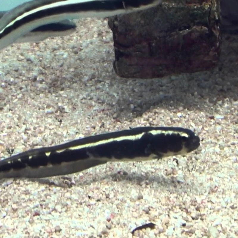 Engineer Goby (Sm)