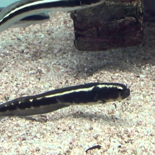 Engineer Goby (Sm)
