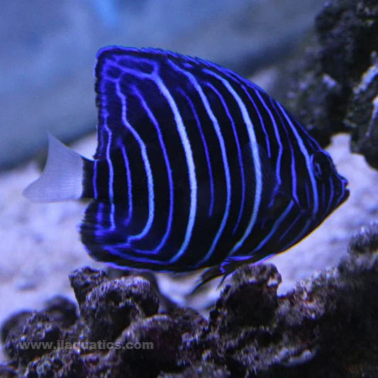 Juvenile blue ring angel (annularis angel)