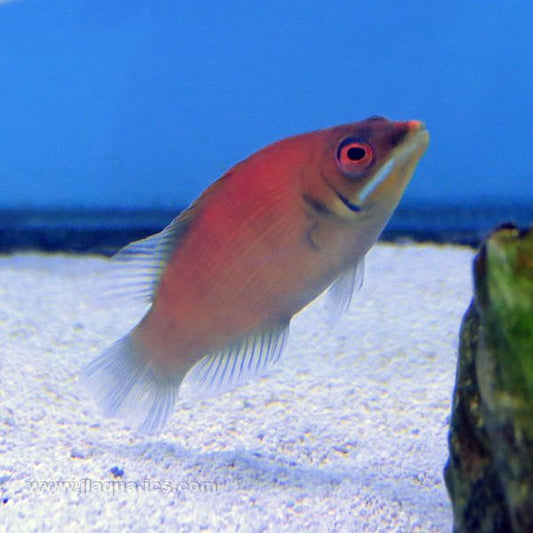 Scarlet Pin Stripe Wrasse