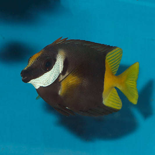 Bicolor Foxface Rabbitfish