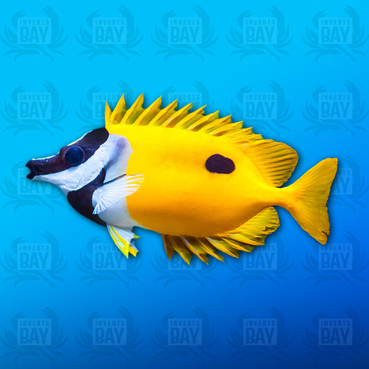 Fox Face Rabbit Fish (L)
