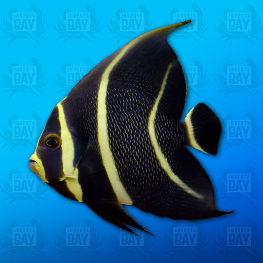 French Angelfish (Juvenile) Small