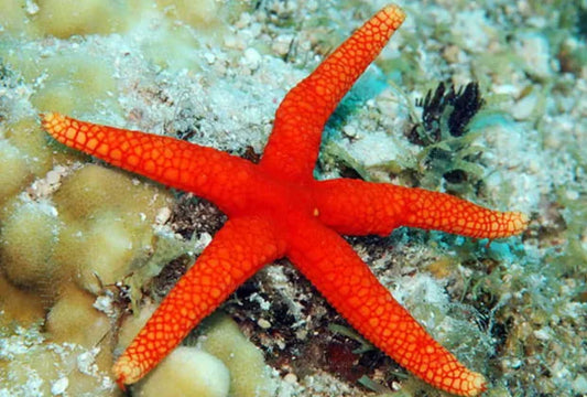 Yellow Tip Orange Starfish