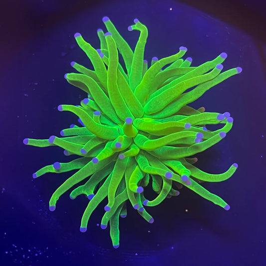 B3 - Neon Green Blue Tip Torch