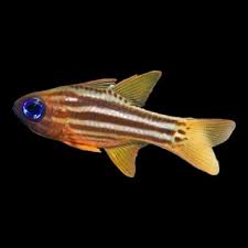 Blue-Eye Candycane Cardinalfish
