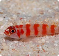Red Striped Goby