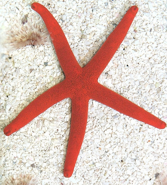 Red Linckia sea star