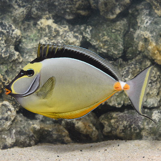 Naso Tang (M)