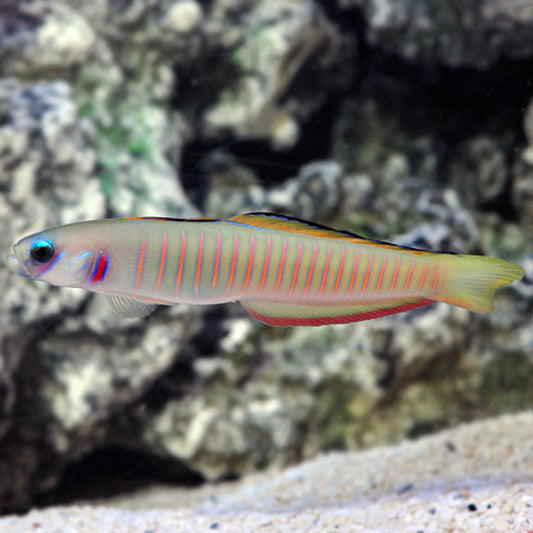 Zebra Barred Dartfish (Bar Goby)
