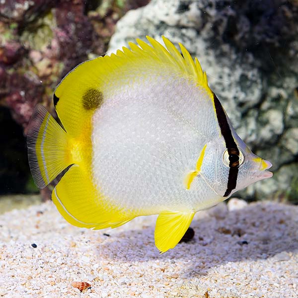 Spotfin Butterfly (Small)