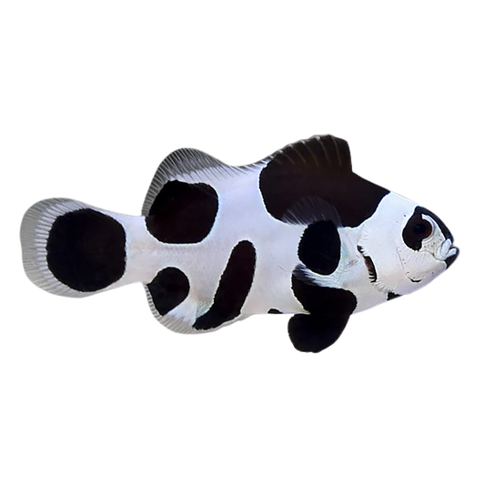 Black Storm ocellaris