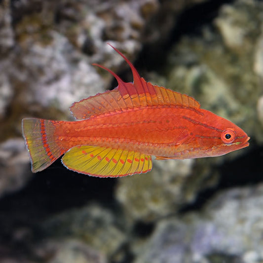 Yellowfin Flasher Wrasse (M)