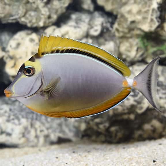 Blonde Naso Tang (M)