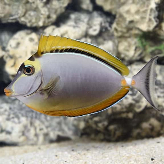 Blonde Naso Tang (M)