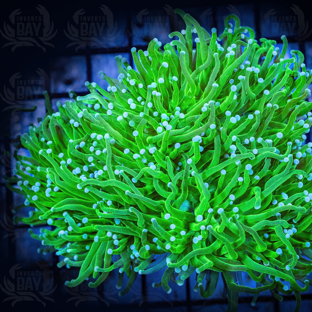 B2 - Torch lime green white tips