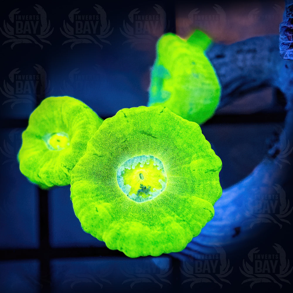 Kryptonite Candy Cane Coral Frags