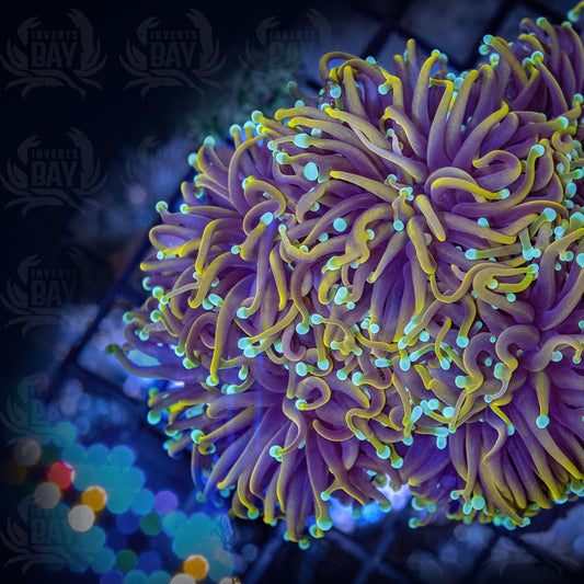 Euphyllia Torch (LPS-079) - Frag - Per Head