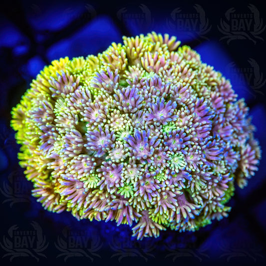 Goniopora (LPS-083)