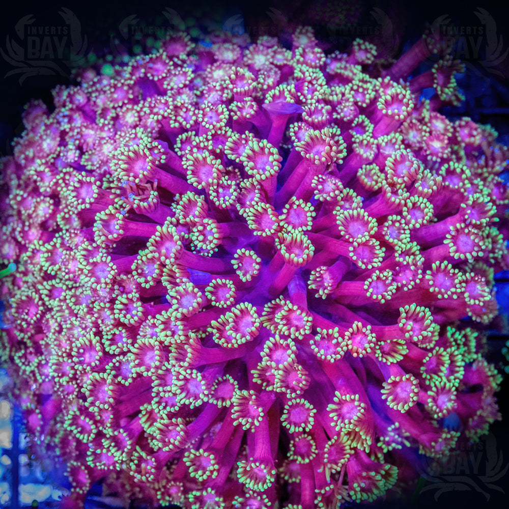 Goniopora (LPS-084)