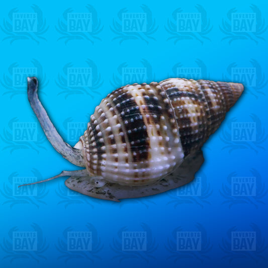 Escargot de Nassarius