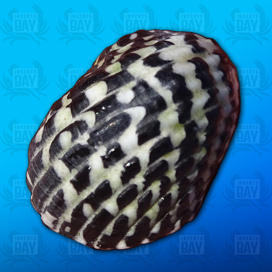 Escargot nérite