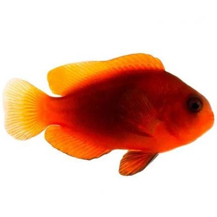 Naked Cinnamon Clownfish
