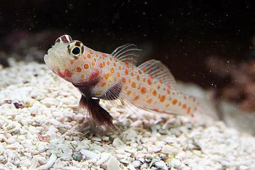 Orange Spot Prawn Goby