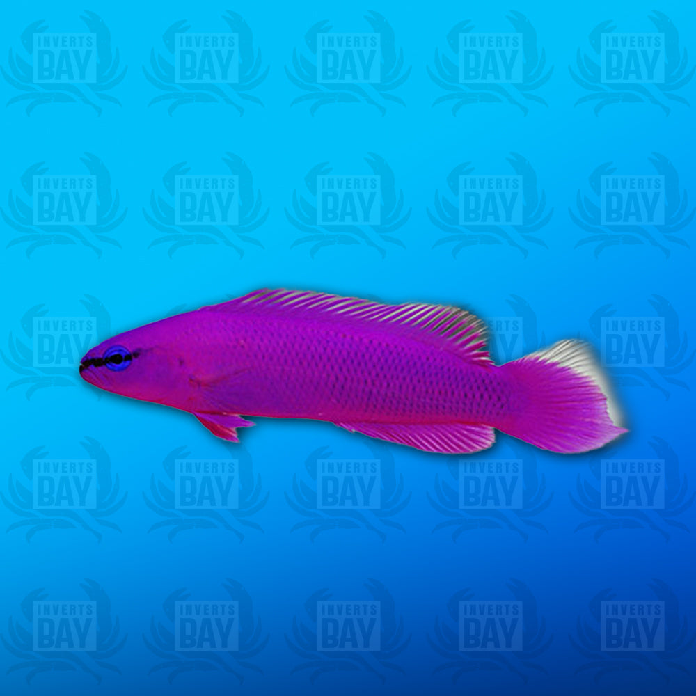 Orchid Dottyback – Inverts Bay