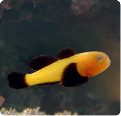 Panda Clown Goby