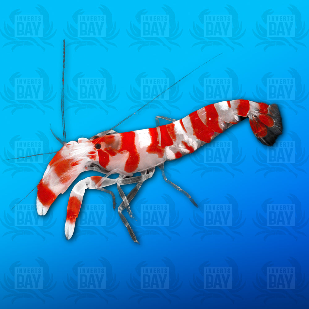Pistol Shrimp