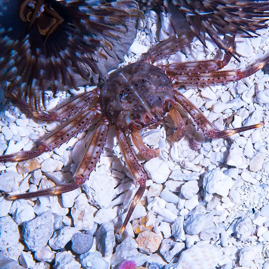 Crabe émeraude