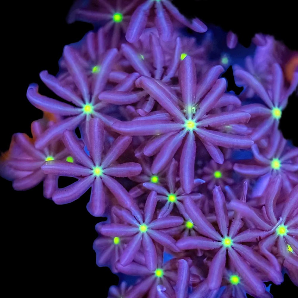 Clove Polyps purple with yellow mouth