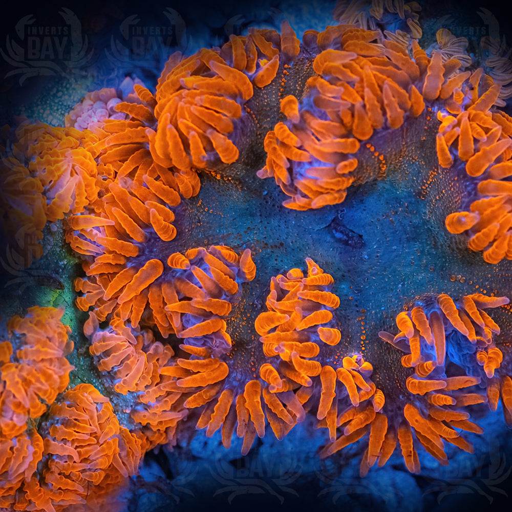 Rock Flower Anemone