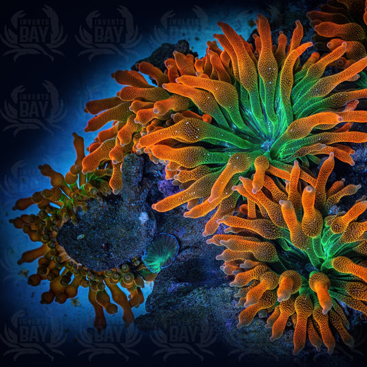BTA Bubble Tip Anemone