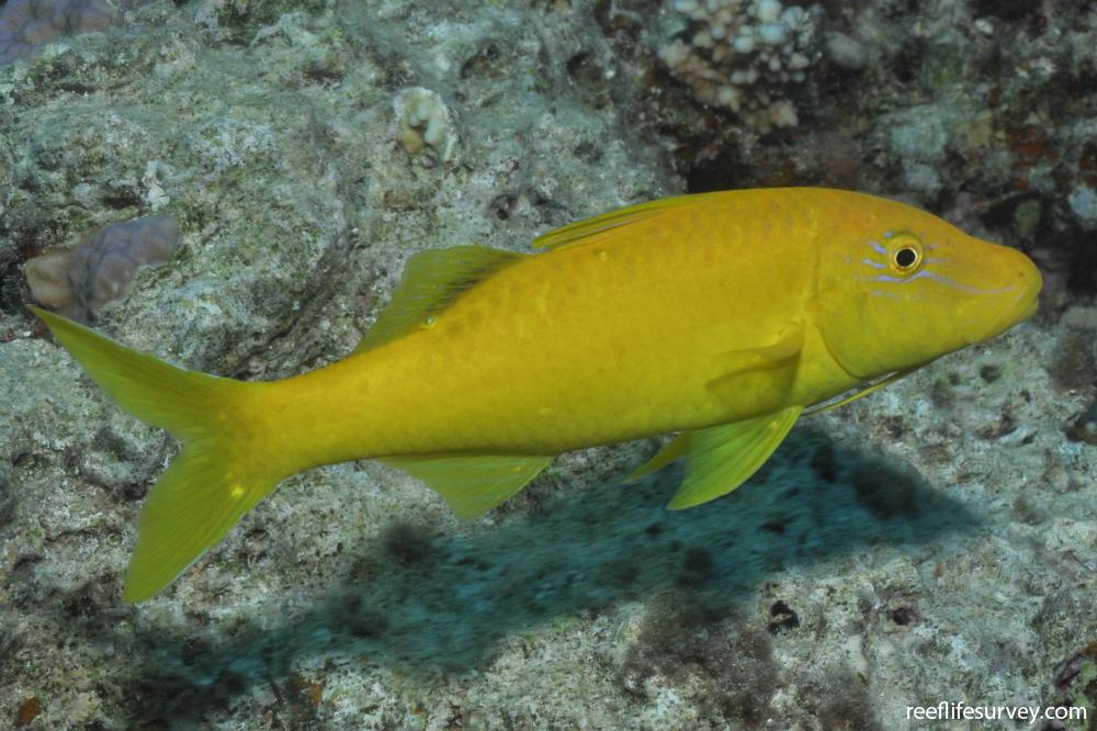 Goldsaddle Goatfish