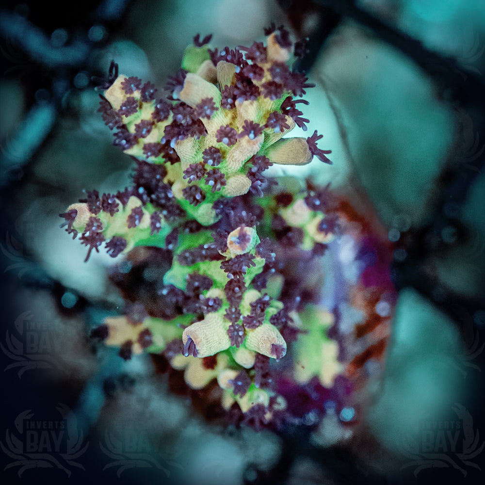WYSIWYG Pink Lemonade Acropora  (SPS-27)