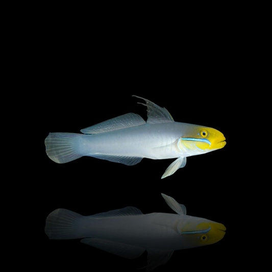 Gold Head Sleeper Goby (Lg)