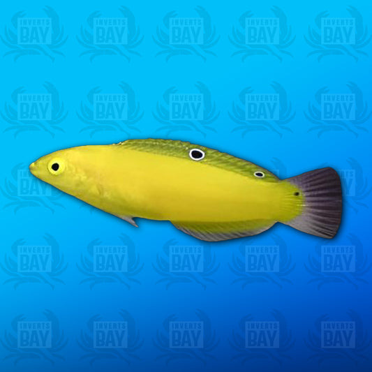 Yellow Coris Wrasse